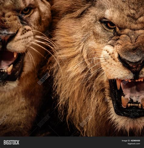 Close Shot Two Roaring Lion Image And Photo Bigstock