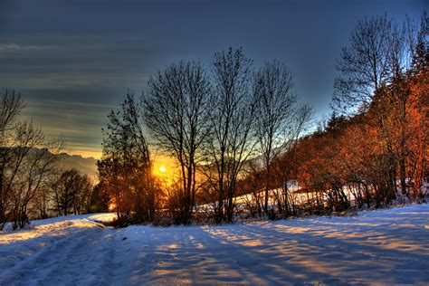 Baretrees Surrounded By Snow Under Blue Sky During Yellow Sunset