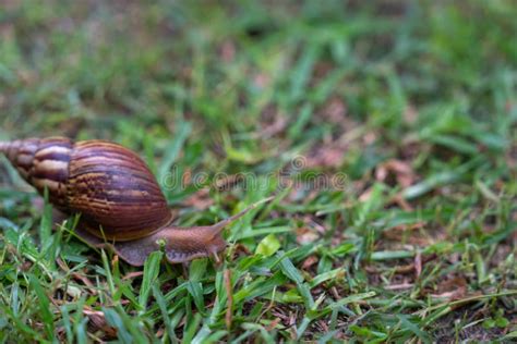 Close Up Of Snail Walking On The Grass Stock Photo Image Of Brown