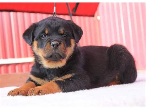 Pets4homes is the uks most popular free pet classifieds and information site. ROTTWEILER PUPPIES FOR SALE KUSA REGISTERED PUPPIES ...
