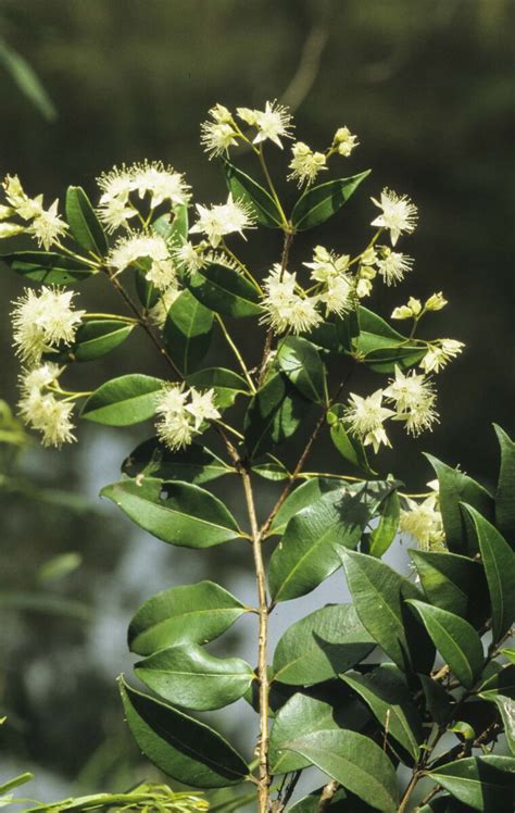 Backhousia Myrtifolia Australian Plants Society
