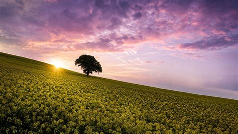 Nature Sky Summer Flower Tree Sunrise Field Cloud Yellow