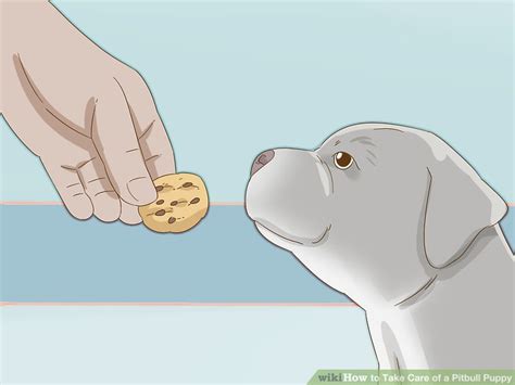 Legacy the pitbull has lots of energy and wants to play with everyone and everything all of the time. 3 Ways to Take Care of a Pitbull Puppy - wikiHow