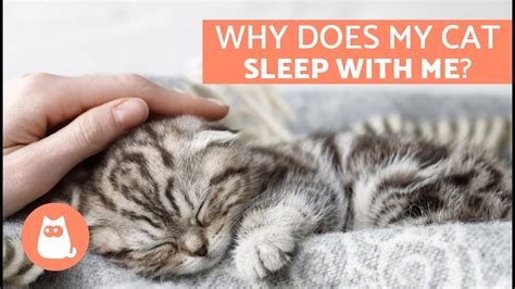 Why Does My Cat Sleep With Me 5 Reasons Youll Love To Know Dog Potato
