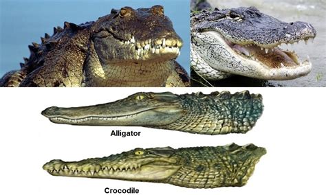 Alligator Vs Crocodile Whats The Difference Ride The Wind