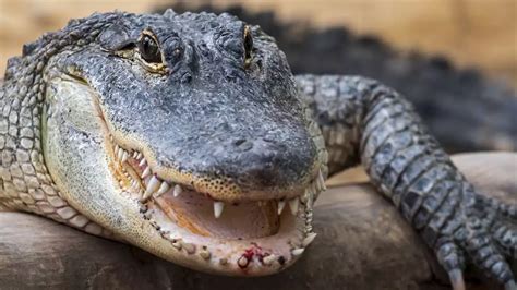Watch A Cannibal Alligator Chomp Down On Another Gator In Jaw Dropping