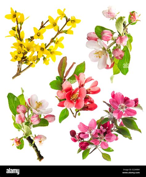 Blossoms Of Apple Tree Cherry Twig Forsythia Set Of Spring Flowers