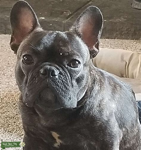 At s & j english bulldogs, we are now breeding and selling french bulldogs in oklahoma and across the country. Stud Dog - French bulldog stud service - Breed Your Dog