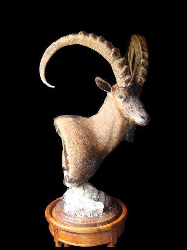 Ibex Pedestal Mount Taxidermy Display Taxidermy Mounts Hunting Room