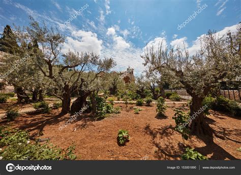 Garten gethsemane in anderen sprachen: Gethsemane Garten der Olivenbäume — Stockfoto © rasika108 ...