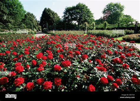England London Regents Park Queen Marys Gardens Rose Gardens Stock