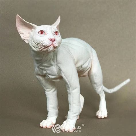 Albino Sphynx For Sale By Limitlessendeavours Животные Чеширский кот