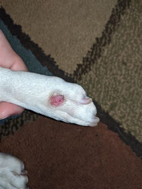 My French Bulldog Has A Sore On His Foot It Looks Like It Might Be A
