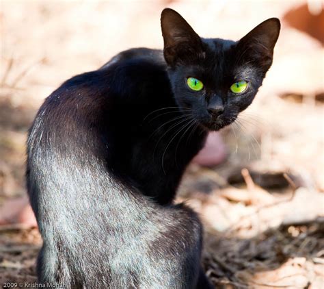 Black Cats Are Awesome Here Are 32 Of Them