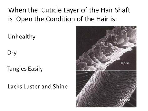 When The Cuticle Layer Of The Hair Shaft Is Open The Condition Of The