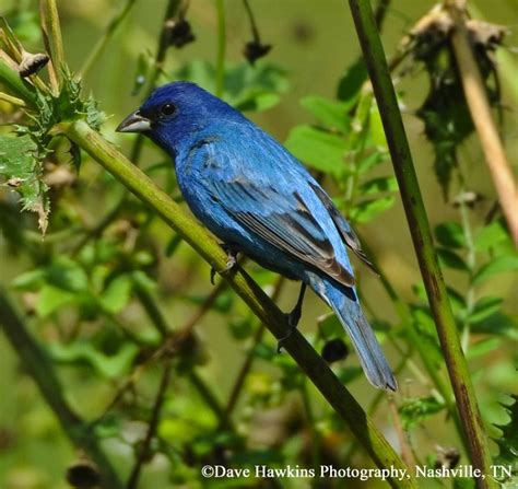 Indigo Bunting State Of Tennessee Wildlife Resources Agency