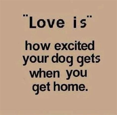 Chow' dogs are the most amazing creatures; Unconditional Dog Love Quotes | WeNeedFun