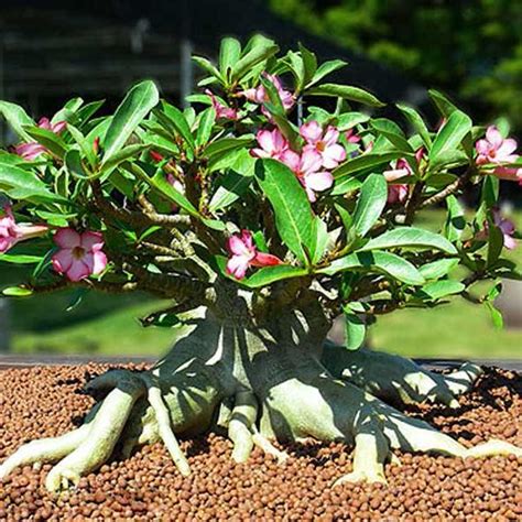 Cara membuat bonsai yang sempurna dipengaruhi oleh pemangkasan dan pemetikan titik tumbuh. Teknik Cara Membuat Bonsai Adenium - CentralBonsai.Com ...