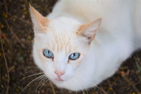 Flame Point Siamese Cat I Things You Need To Know I