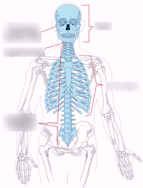 Axial Skeleton Diagram Quizlet