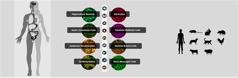 Maybe you would like to learn more about one of these? Primary Cells | Cell Applications