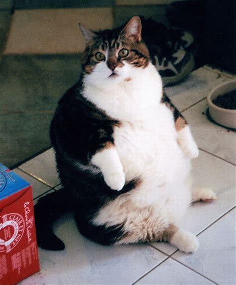 Fat Cats 50 Pics