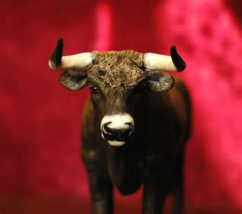 auroch bull