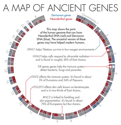 A Map Of Ancient Genes This Map Shows The Parts Of The Human Genome