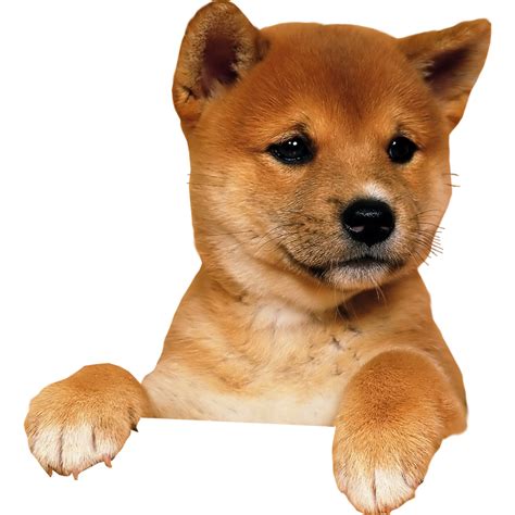 Dog png image, dogs, puppy pictures free download