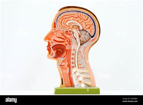 Modelo De Anatomía De La Cabeza Humana Fotografía De Stock Alamy