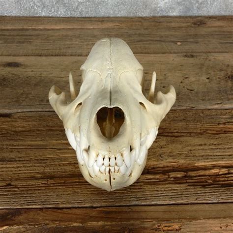 African Hyena Shoulder Mount 18020 For Sale The Taxidermy Store