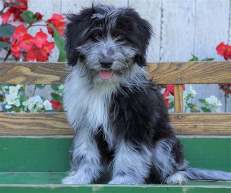 Mini Aussiedoodle For Sale Millersburg Oh Male Brody Ac Puppies Llc