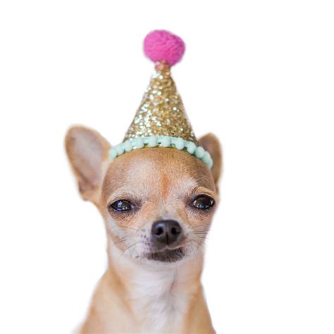 34 Best Ideas For Coloring Dog Birthday Hat