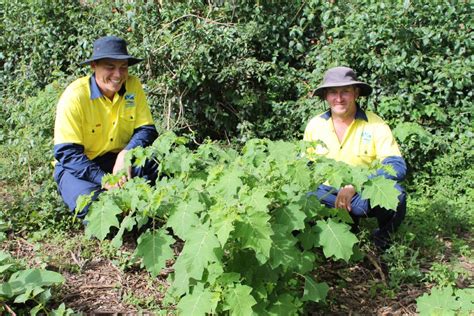 kempsey shire on alert for tropical soda apple after flood the macleay argus kempsey nsw