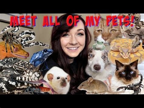 A majority of these pets are obtained from gift bags , however no official drop rates have been given. MEET ALL OF MY PETS (50+ ANIMALS!) - YouTube