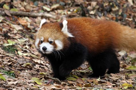 Cincinnati Zoo Red Panda Homer © All Rights