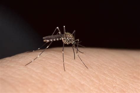 Mosquito Bite Stock Photos Pictures And Royalty Free Images Istock