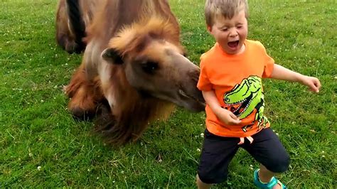 Funny Baby Videos Funny Baby And Animals At The Zoo Youtube