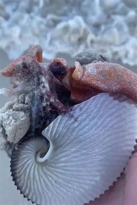 Unveiling The Oceans Enigma The Illustrious Paper Nautilus Octopus Of