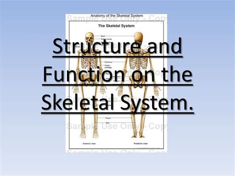 Ppt Structure And Function On The Skeletal System Powerpoint