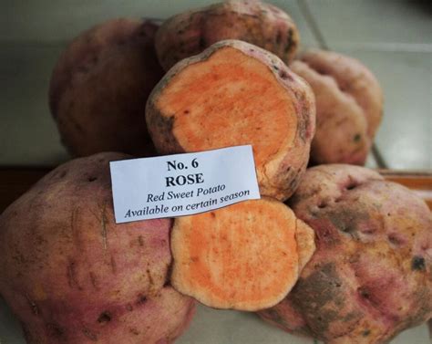 Terjual Ubi Jalar Merah Putih Ungu Kuningan Sweet Potato Kaskus