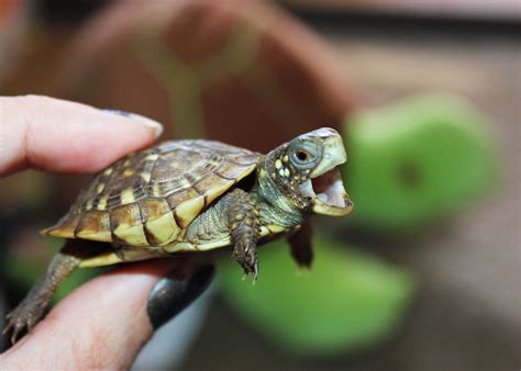 Baby Turtle Turtles Pinterest 3 I Love And Or