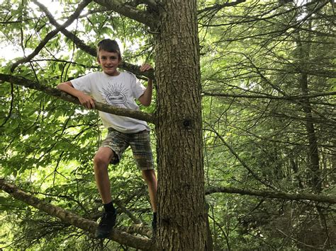 Summer School How To Climb A Tree Vermont Public Radio