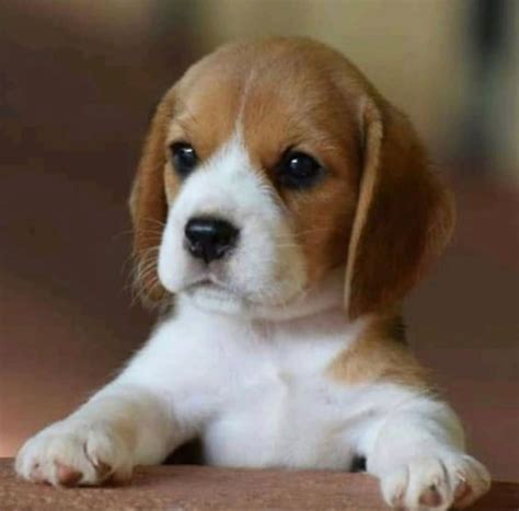 Pin By Gabs📷 On Beagle Cute Beagles Cute Dogs Cute Puppies