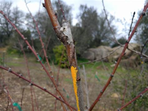 Grafting A Pollenizer Branch Into Your Fruit Tree Greg Alders Yard