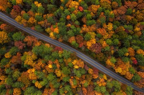 Aerial View Of Forest Stock Photos Motion Array