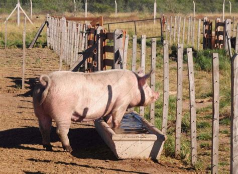 Secretos Para La Cria De Cerdos Sanos Y Fuertes