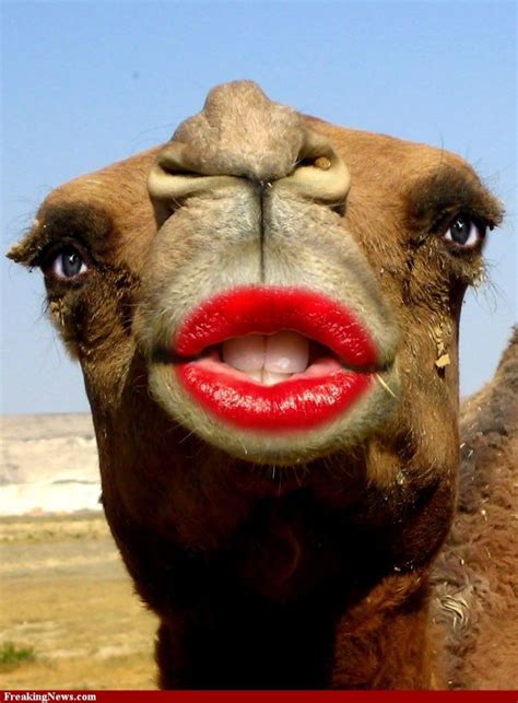 Funny Pictures Of Camels Lips Are Art Or Are For Kissing Page 3