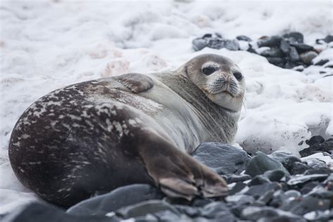 Wildlife In Greenland Seals Visit Greenland