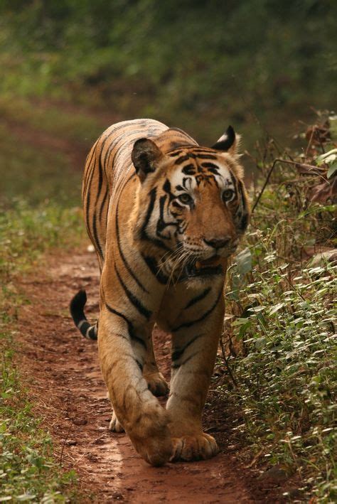 We Were So Unbelievably Lucky Enough To See A Bengal Tiger While On